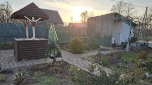 Волнительно,но надо-пересадка ели Голд Дрифт🌲 #любимаядача