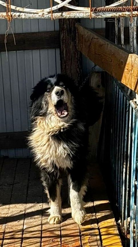 SOS из Борогонцев! Нужна помощь..