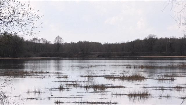 Прилет птиц весной в Великий Новгород Чомга брачные танцы 13 апреля 2026