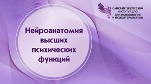 Нейроанатомия высших психических функций 11.04.2026