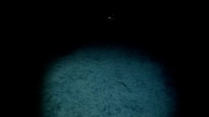 Путешествие в царство вечной тьмы: неземная красота океанских глубин..