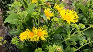 Как вырастить лекарственное растение девясил из семян