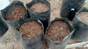 Готовлю емкости для посадки растений