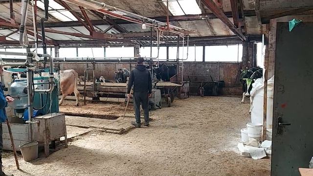 Коровы в коровник после прогулки