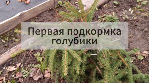 Первая подкормка голубики. 11 апреля 2026