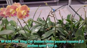 № А36 Phal. King Car Golden Globe размер горшка 2,5 дюйма