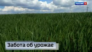 Специалисты Донецкого филиала «Россельхозцентра» проводят в полях региона фитомониторинг