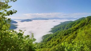 Нежные птичьи голоса Кавказских гор — утро в долине, звуки природы.