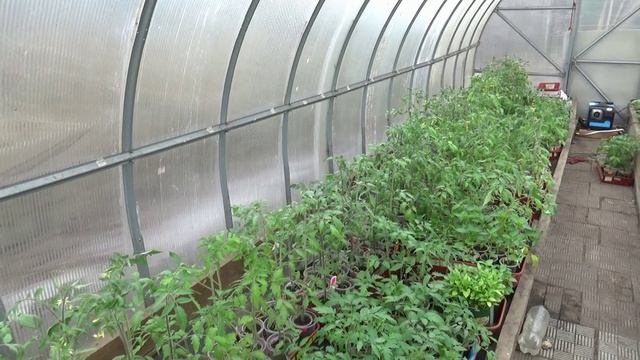 Как ускорить рост рассады томатов, если опоздали с посевом? 13.04.2026.