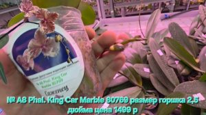№ А8 Phal. King Car Marble 80769 размер горшка 2,5 дюйма