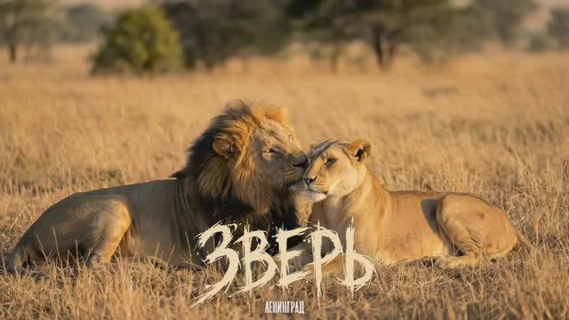 «Ленинград» выпустил песню «Зверь» в день рождения Сергея Шнурова.