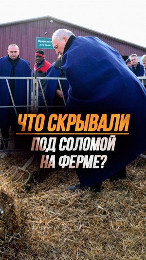 "Вилы мне принеси!" // Лукашенко копнул поглубже на ферме: под соломой СНЕГ! #shorts