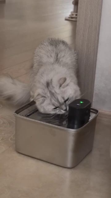 Позитивчик для подписчиков. Вот так наша красоточка Аляска пьет из фонтанчика воду.