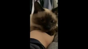 [모카칩] - Когда кот думает, что он котенок