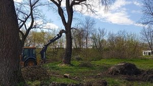 анапа сегодня, снова валим сухие деревья