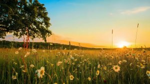 Восход солнца: умиротворяющая, расслабляющая музыка и пение птиц. 🌅