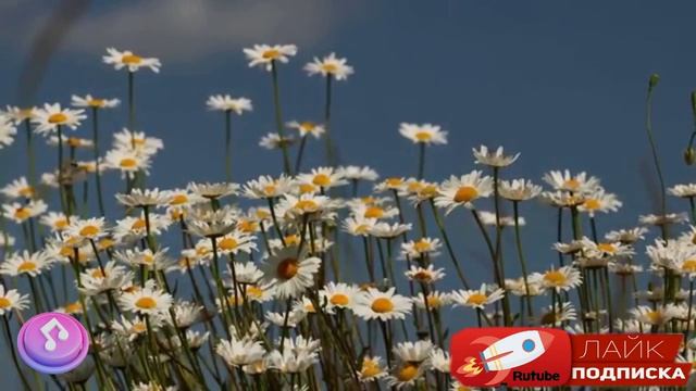 🔴Легкий танцевальный шансон для хорошего настроения▶️♫♪♬♪🔥🎤🔊🎧#РусскийШансон #душевнаяпесня #топ