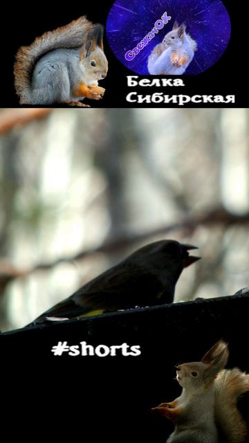 Зеленушка гонит всех с кормушки