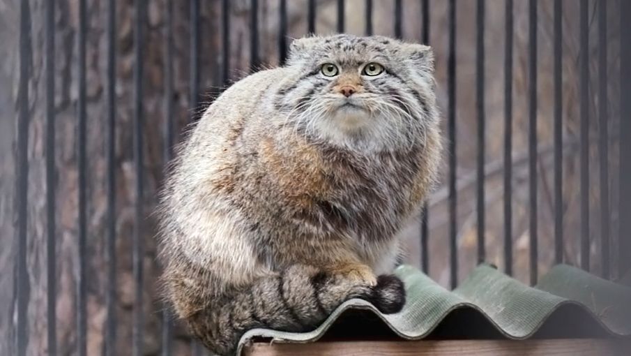 Котенок манула Мии, которому дали имя Серый.