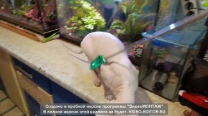 ляля 2025 весна