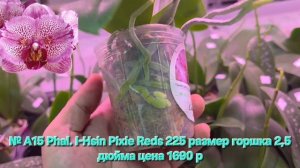№ А15 Phal. I-Hsin Pixie Reds 225 размер горшка 2,5 дюйма