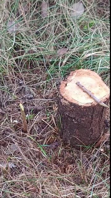 Прививка сливы - очень кратко