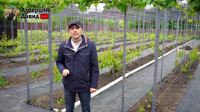 Как защитить виноградник от возвратных заморозков (16.05.2024) (Видеоблог Давида Алверцяна)