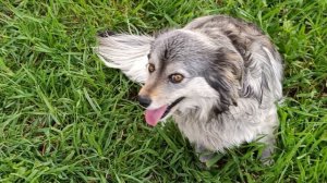 Собачки веселушки