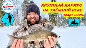 ✅ КРУПНЫЙ ХАРИУС НА ТАЁЖНОЙ РЕЧКЕ 🎣🐟 l ПУТЕШЕСТВИЕ НА СНЕГОХОДАХ 5 марта 2026. #РыболовСевера