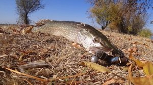 ЗУБАСТАЯ ДАЛА ЖАРУ. Осенняя ловля ЩУКИ на спиннинг. Рыбалка с берега на щуку. Золотая осень.