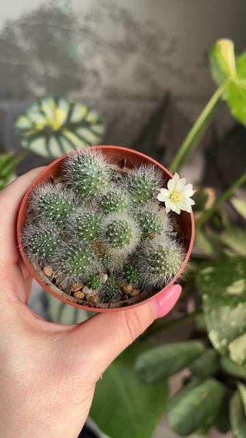 Кактус ребуция Альбифлора цветение