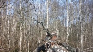 Апрель 2026года. Кадры с фотоловушки.