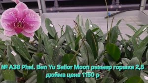 № А38 Phal. Ben Yu Sailor Moon размер горшка 2,5 дюйма