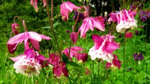 Аквилегия или водосбор