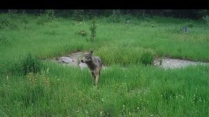 Волк в зелёном лугу