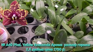 № А40 Phal. Yellow Anaconda Арома  размер горшка 2,5 дюйма