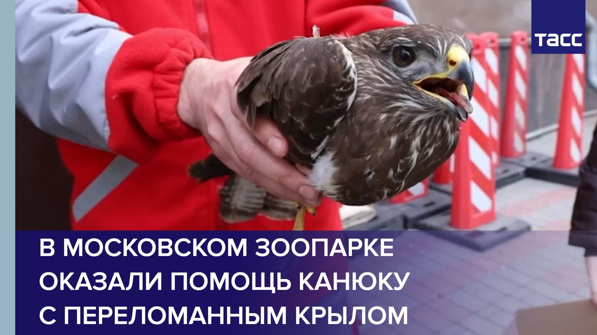 В Московском зоопарке оказали помощь канюку с переломанным крылом