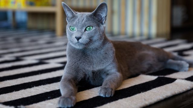 Красивые кошки