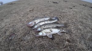 СНЯЛ с ДЕРЕВА уловистую МАНДУЛУ!!! СУДАК на спиннинг с берега! Ловля судака на джиг!