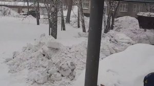 ШЕЛТИ, уборка снега и котики!