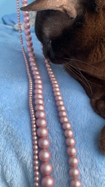 Бурманский котик -настоящий компаньон