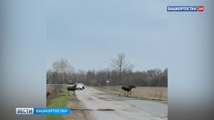 В Башкортостане заметили семейство лосей прямо на дороге