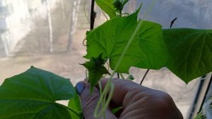 Огурцы на бутонах. На улице мороз. Что делать?.