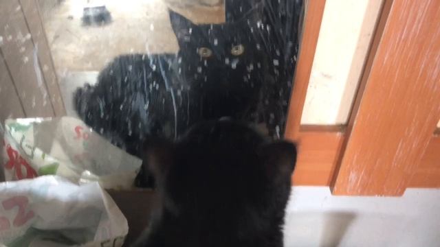 Никого пока не пристроили