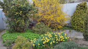Цветет хеномелис и форзиция, бордюр из чистеца. Сад 10.04.2026 г.Пятигорск