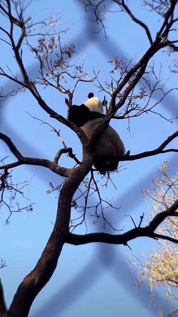 Хочется ножками болтать, сидя на дереве, а не вот это вот всё... 🐼