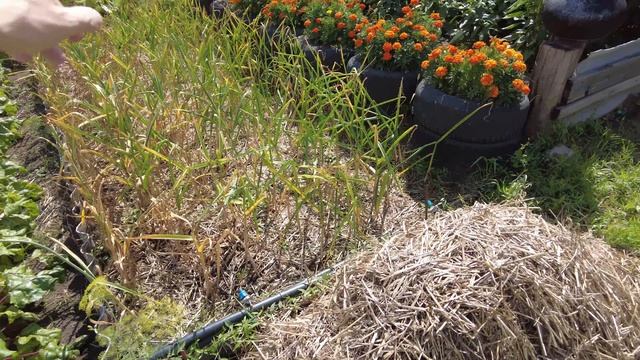 Невышедшее 2025г. Ч3 Лето.  Счастливый картофелевод и хозяйство.