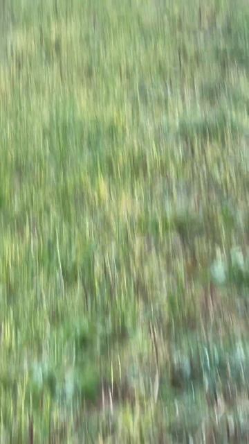 Знакомство с ФАЗАНОМ! First PHEASANT training session!