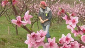 Фермеры в Сочи готовятся к сезону