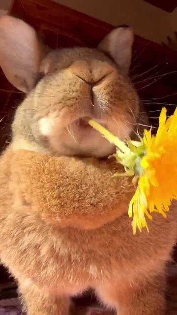 Приятного аппетита